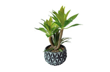 Load image into Gallery viewer, Diamond Pattern Pot Succulent Plant