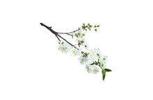 Load image into Gallery viewer, Artificial Single Stem Cherry Blossom 49cm - 2 Colors Available