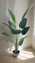 Load image into Gallery viewer, Bird Of Paradise Plant Image 1